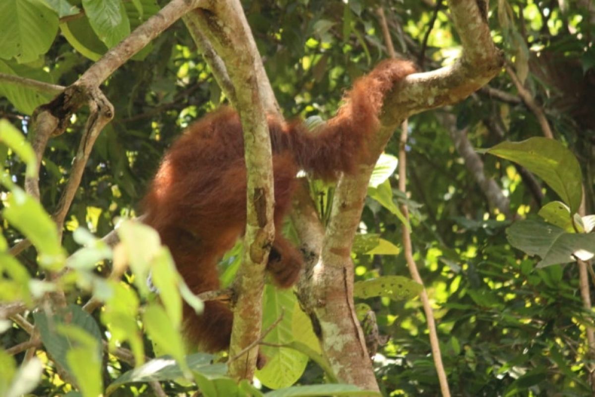 BBKSDA Sumut evakuasi satu individu orangutan dari perkebunan