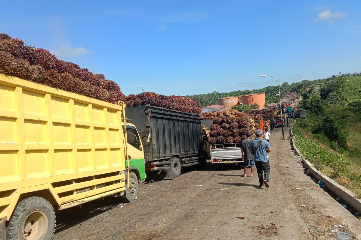 Distan Mukomuko berharap pabrik kelapa sawit tetap beroperasi