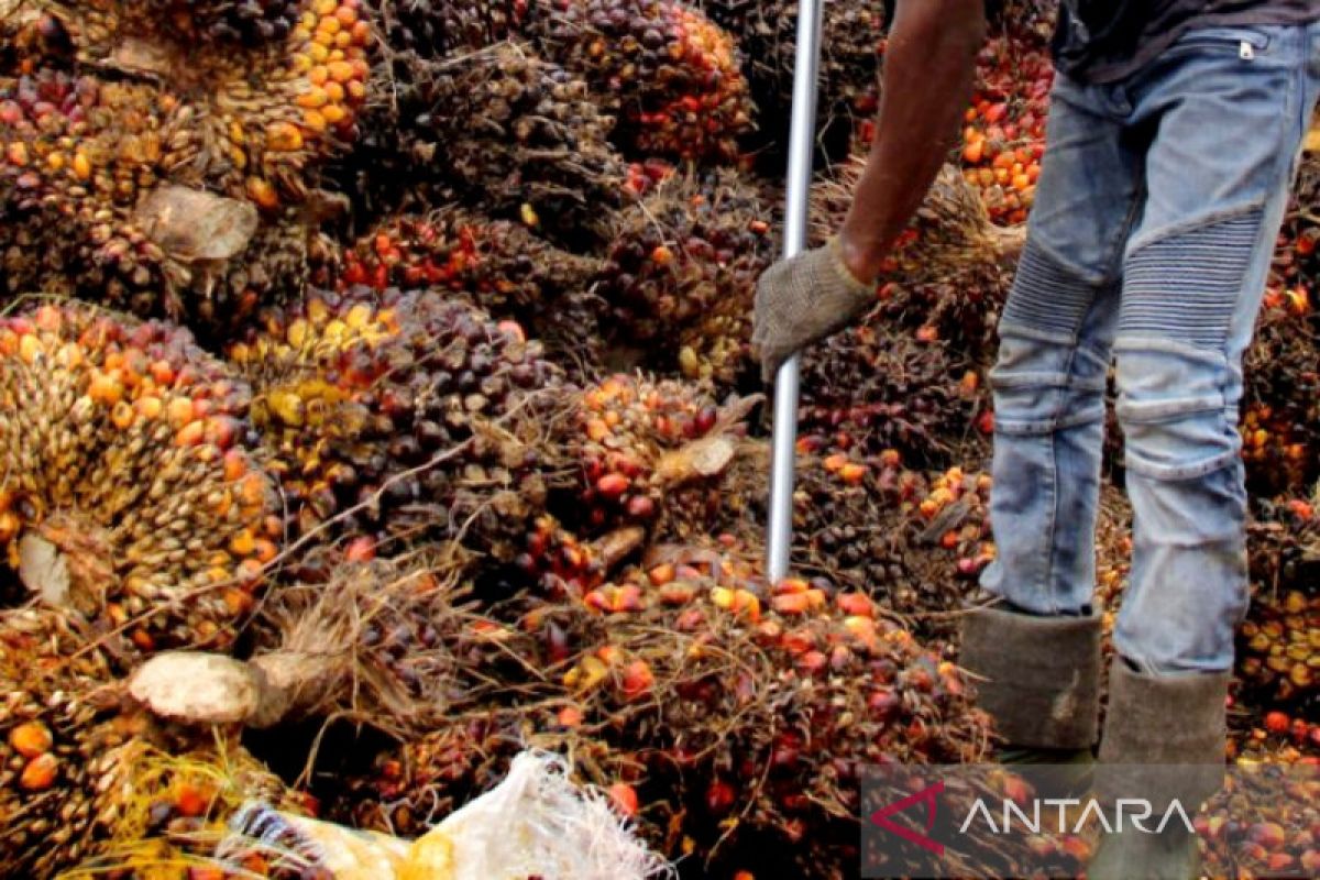 BUMD Kotim disarankan bangun pabrik kelapa sawit