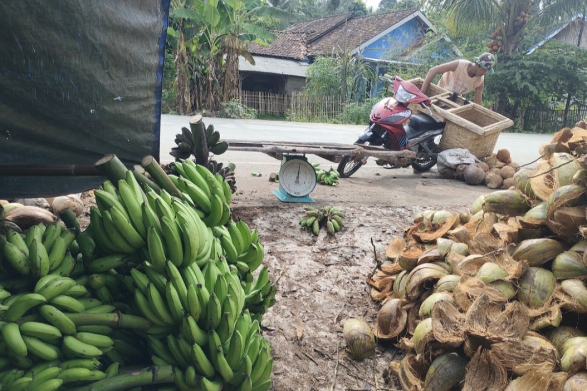 Petani harapkan stabilitas harga pisang