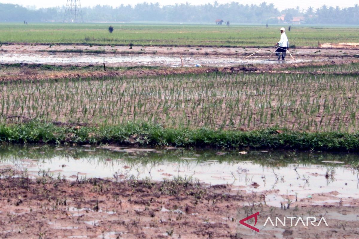 Petani di Karawang minta pemerintah daerah perbaiki saluran irigasi yang rusak
