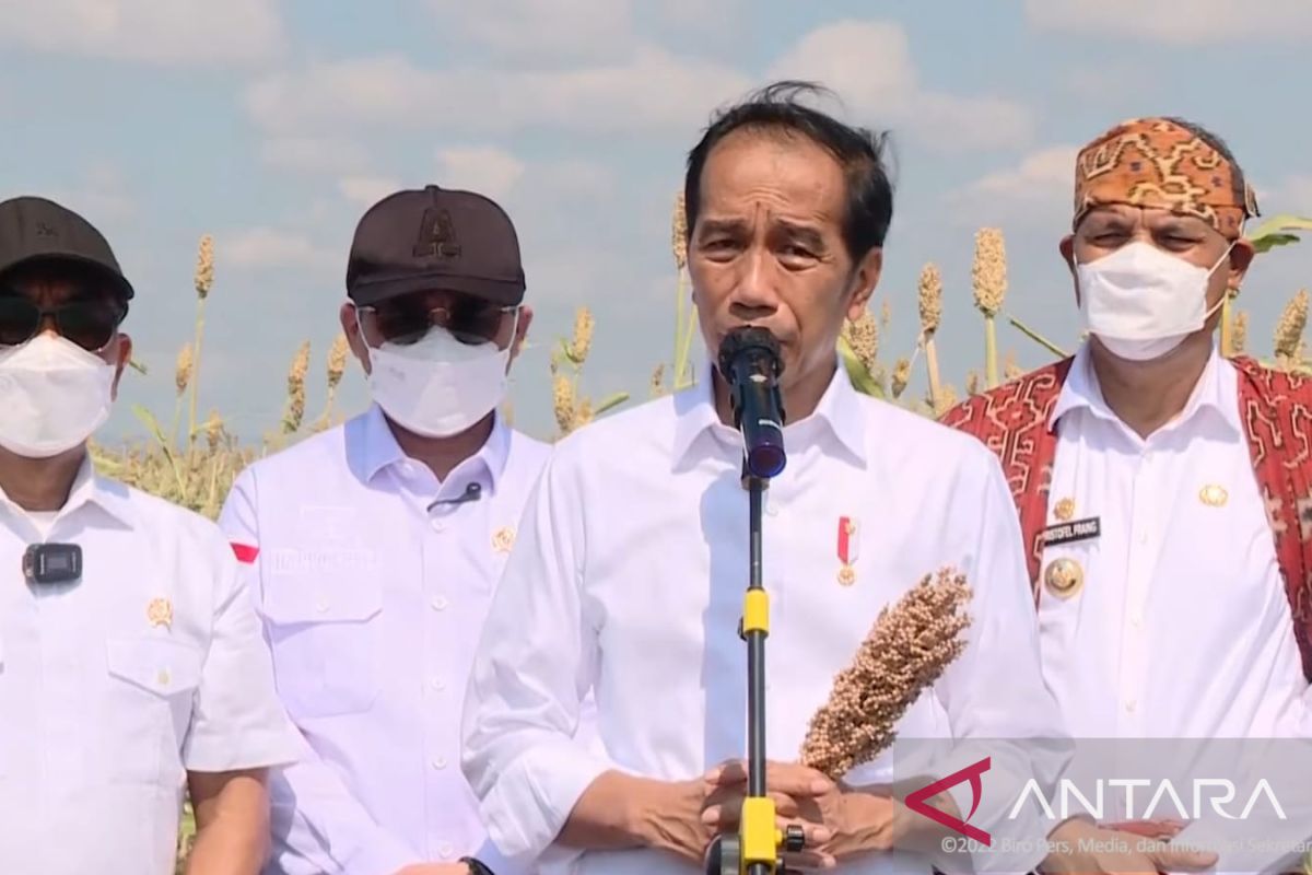 Jokowi inspects sorghum harvest as alternative to tackle food crisis