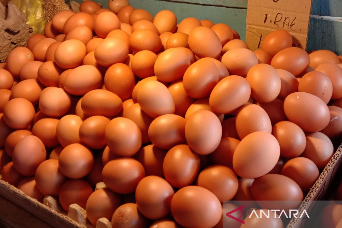 Telur di Ambon terdampak oleh kenaikan harga di sentra produksi, begini penjelasannya
