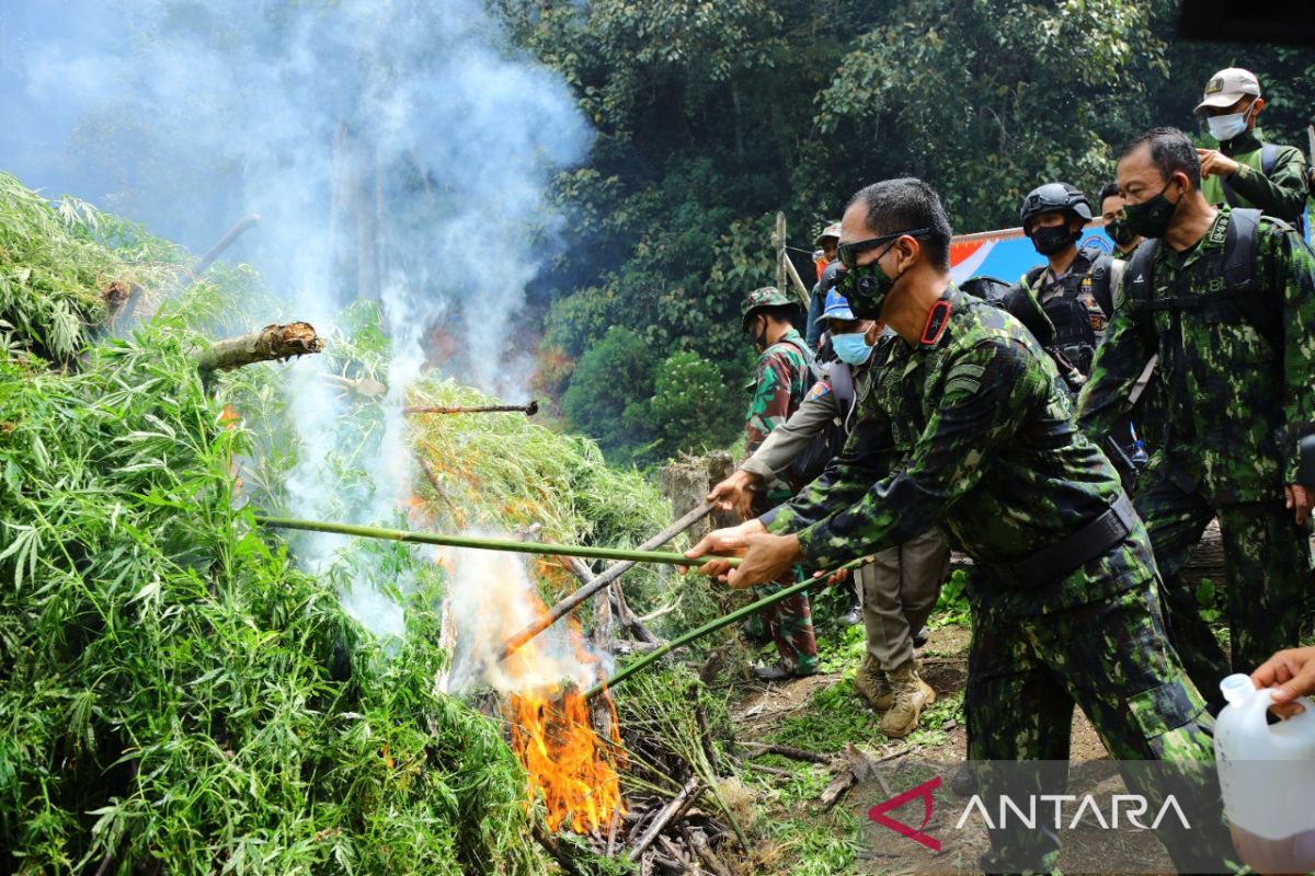 BNN destroys five-hectare marijuana farm in Gayo Lues Aceh