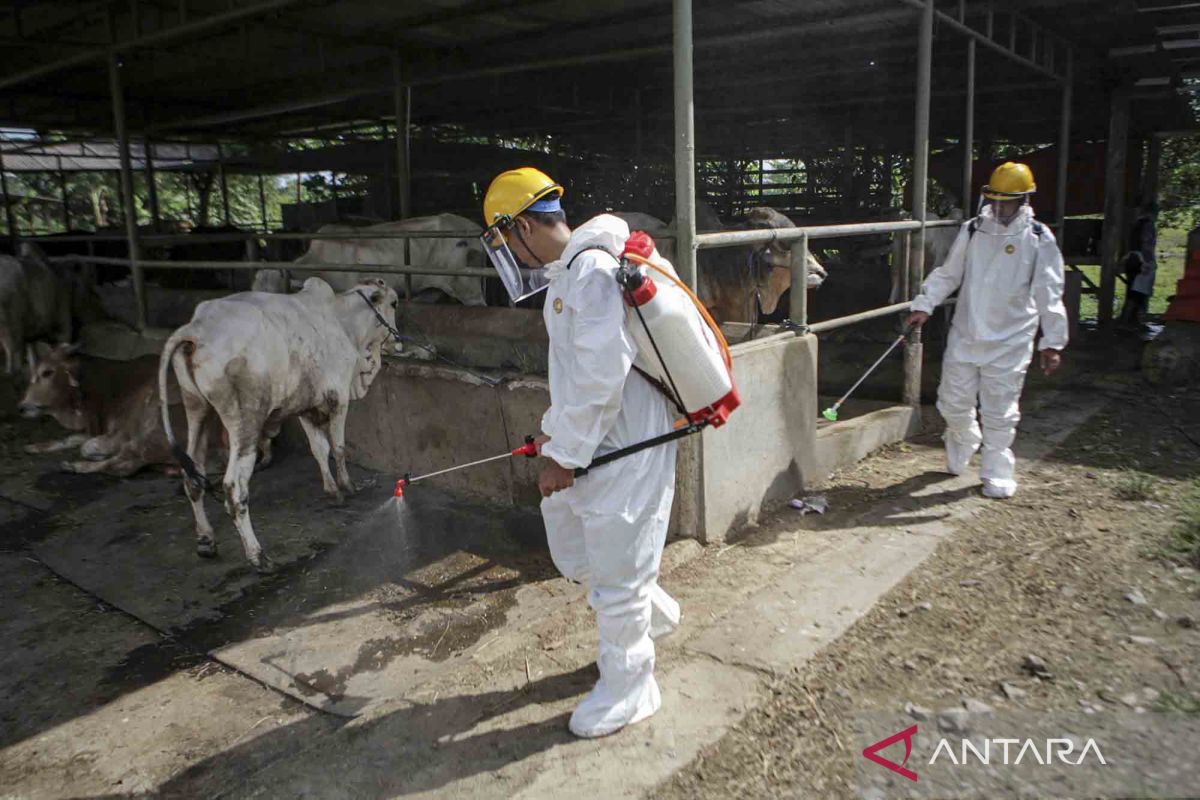 Riau dirikan lima posko antisipasi masuknya sapi kurban berpenyakit  kuku mulut