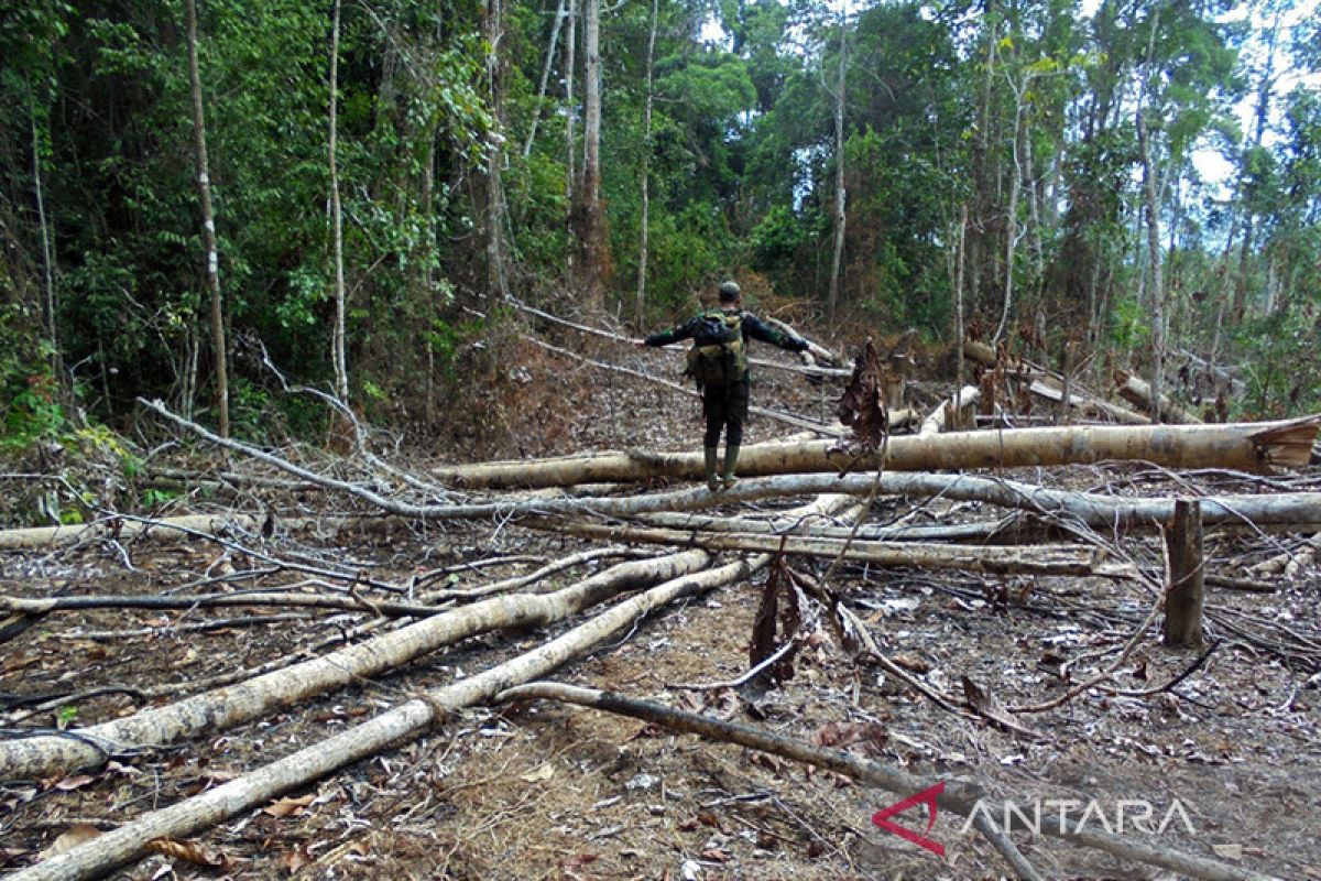 Kemarin, pemberangkatan petugas haji hingga perambahan habitat gajah