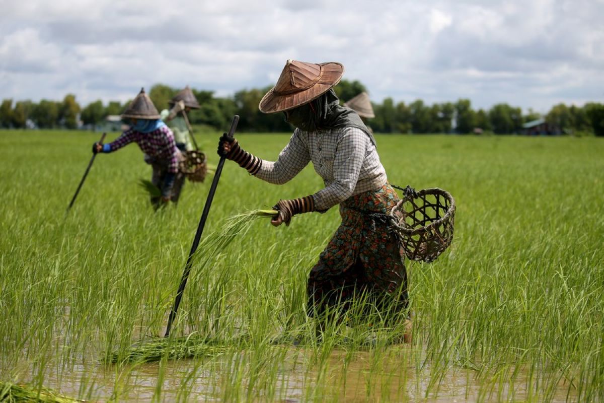 Petani Myanmar sukar penuhi kebutuhan imbas naiknya biaya pertanian