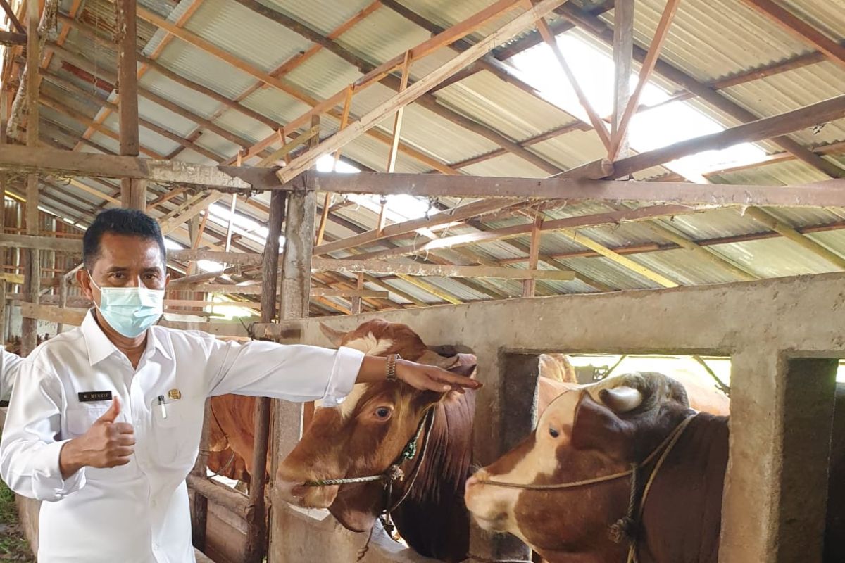 Dinas Perkebunan dan Peternakan proyeksikan kebutuhan hewan kurban 8.000 ekor sapi