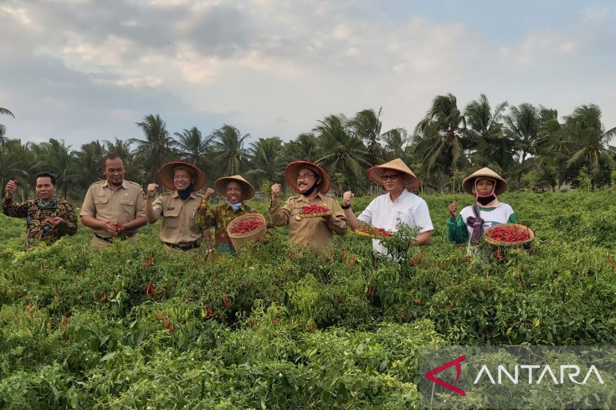 Transaksi cabai di pasar lelang Kulon Progo tembus Rp652,98 juta