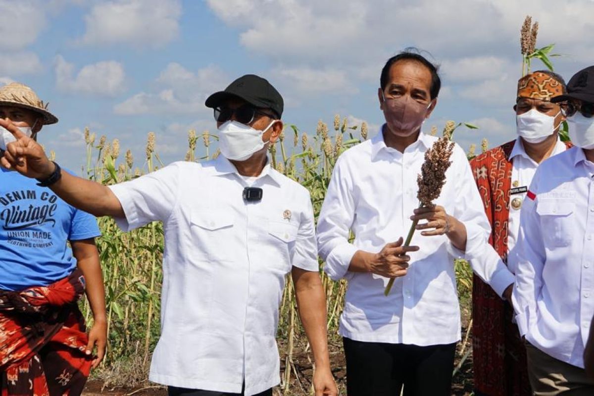 Sorghum safe, healthy alternative food: Moeldoko