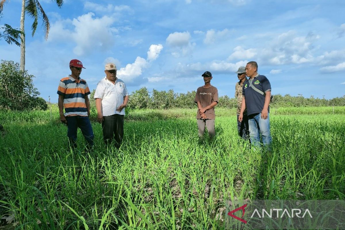 Pengembangan budi daya tanaman sehat di Kapuas capai 200 hektare