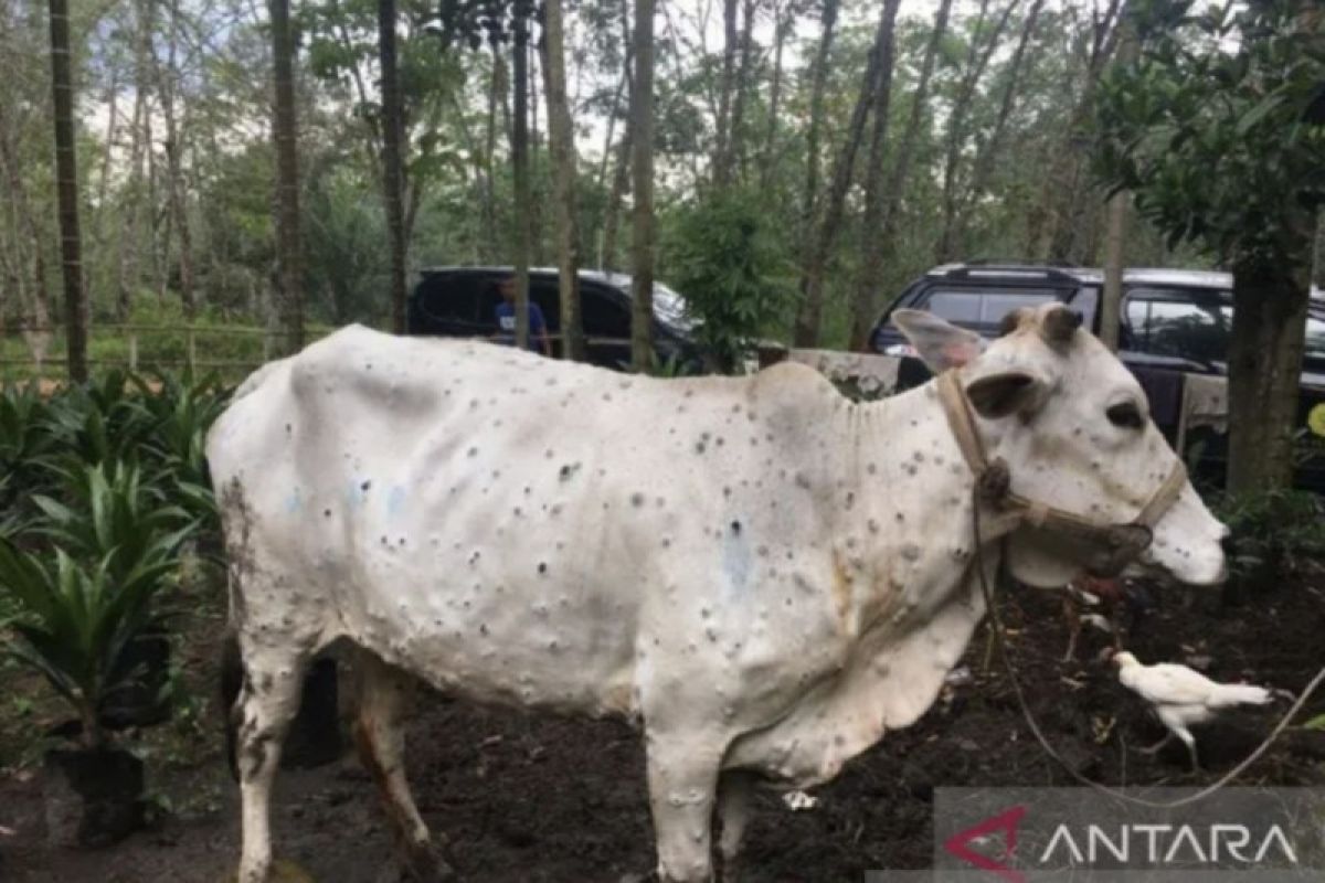 225 sapi terjangkit, enam kabupaten di Riau zona merah penyakit kuku mulut
