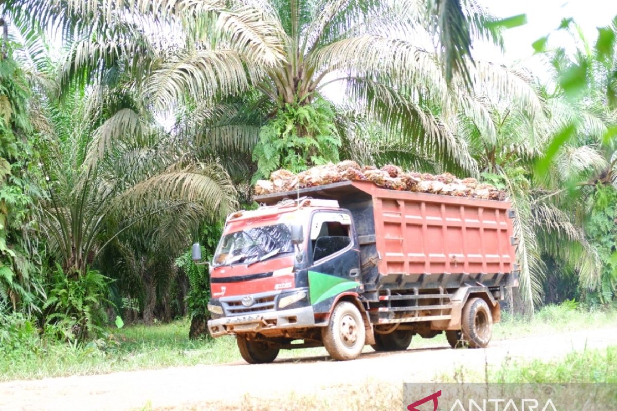 Harga TBS sawit di Kalbar turun dampak penyesuaian kebijakan