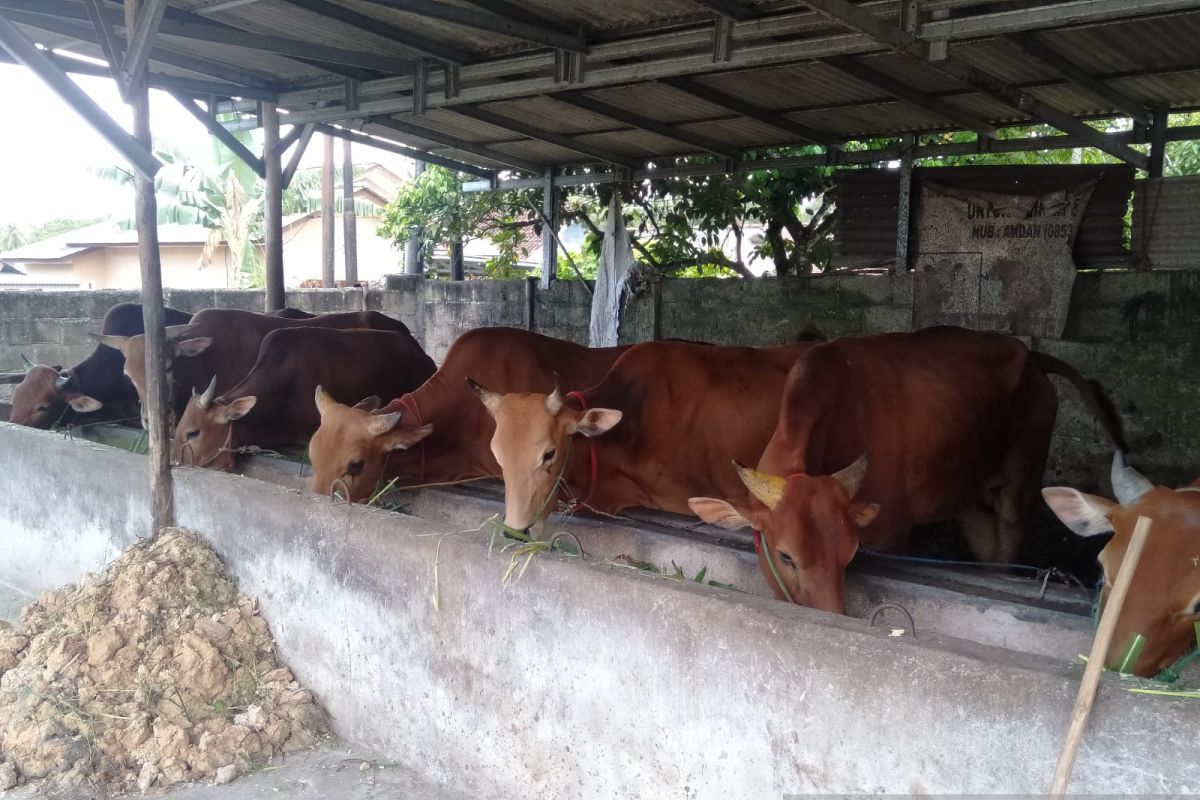 Dispanpertan Kabupaten Bangka catat 438 ekor sapi sembuh PMK