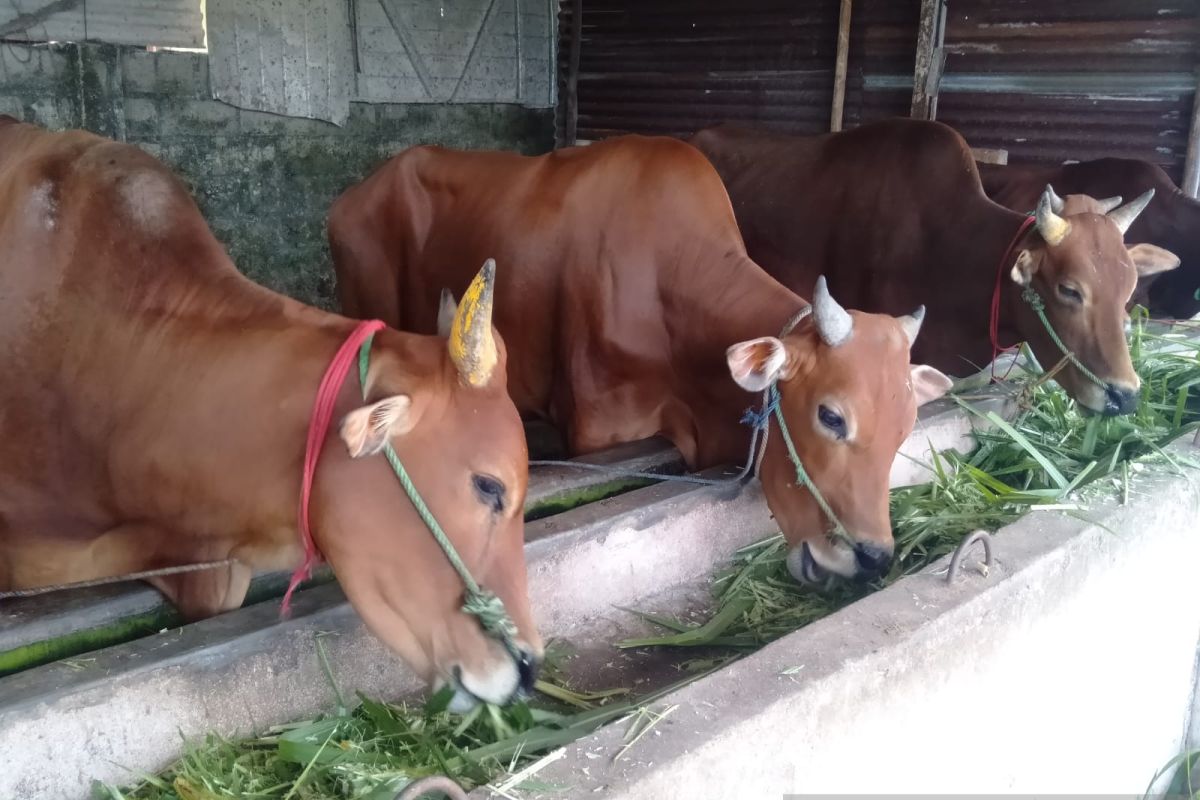 Pemerintah Kabupaten Bangka wajibkan sapi dikarantina 14 hari