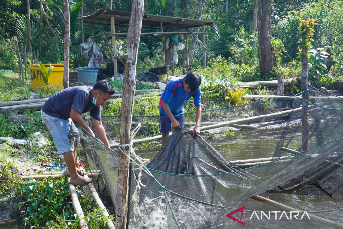 Dari budidaya ikan lele, Sutarto bisa kantongi omset belasan juta