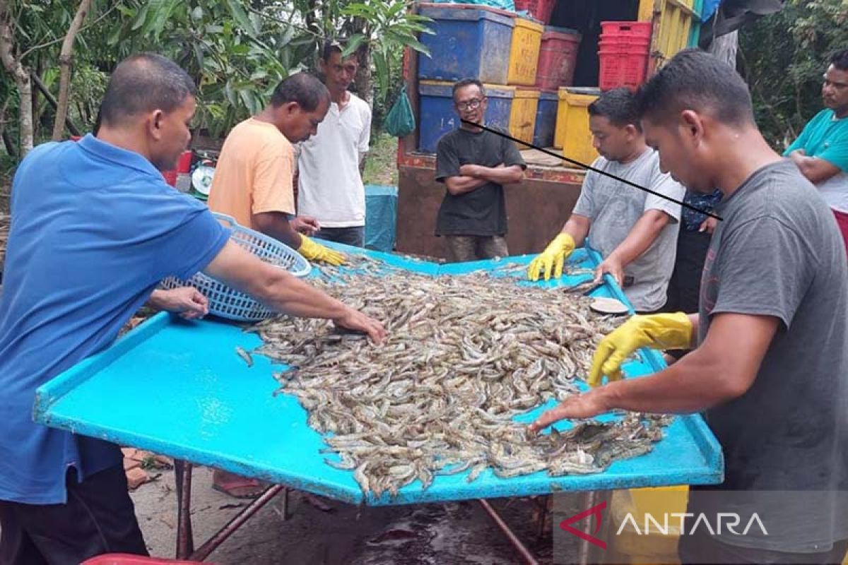 Produksi perikanan budi daya Lhokseumawe capai 49.752 ton