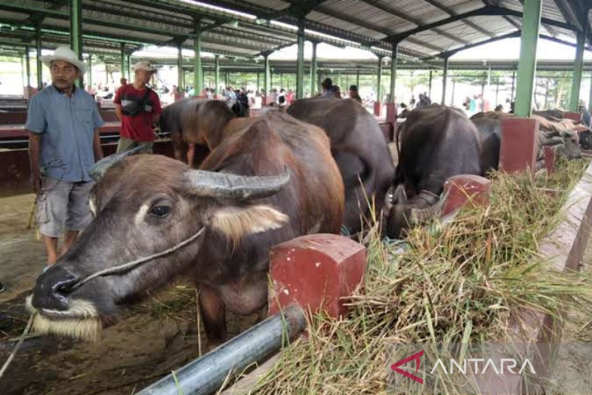 Pemkab Kudus tutup dua pasar hewan  antisipasi penyebaran PMK