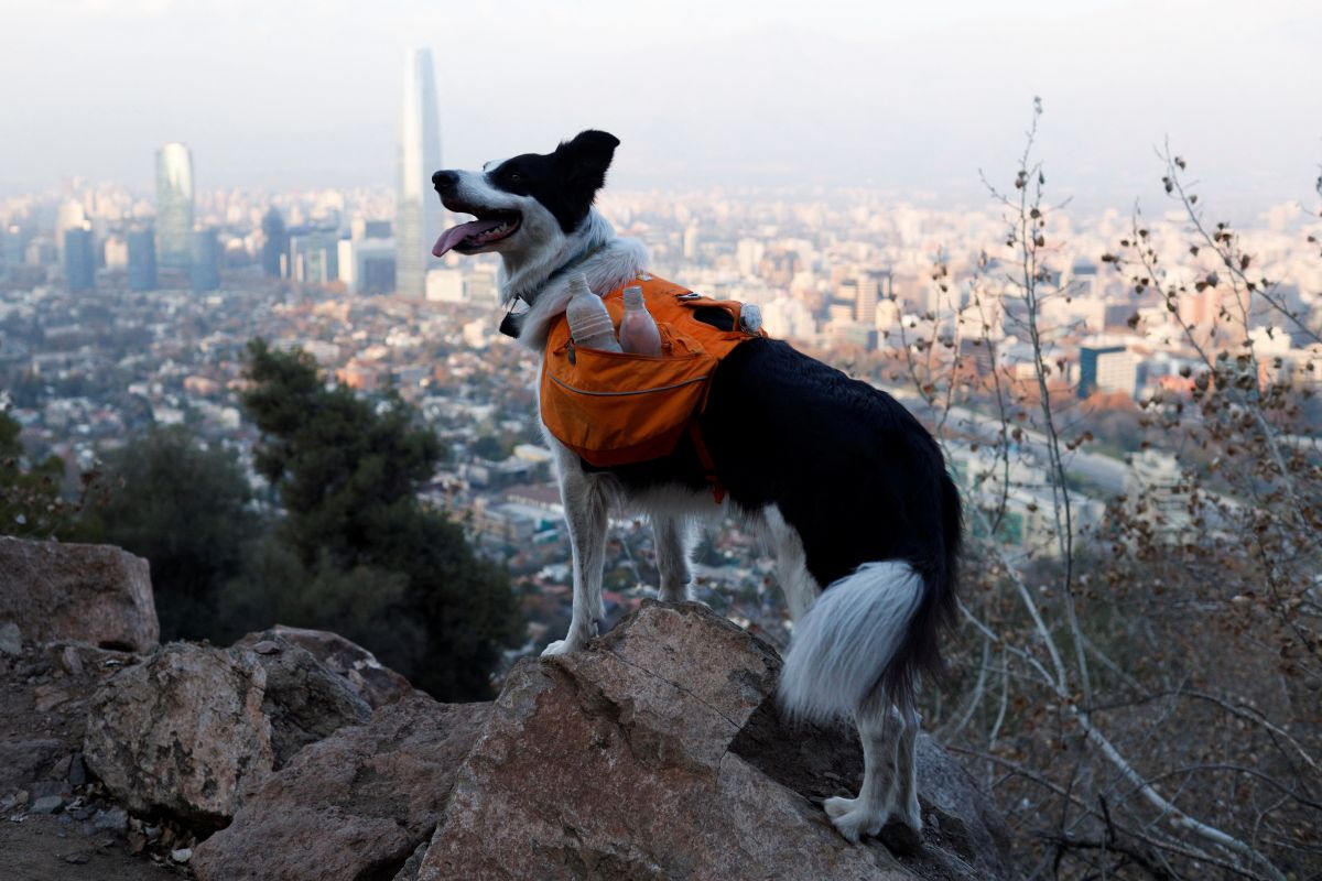 Ada anjing pahlawan super pembasmi  sampah di Chili