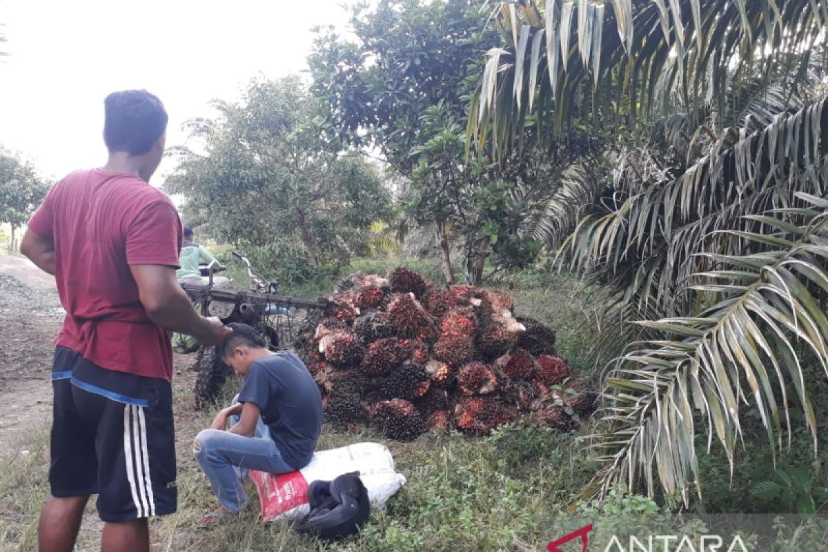 Harga TBS sawit di Mukomuko Bengkulu turun hingga Rp200/kilogram