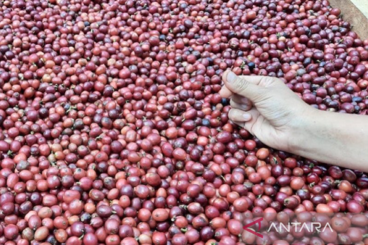 Kopi Pagaralam tak lagi 