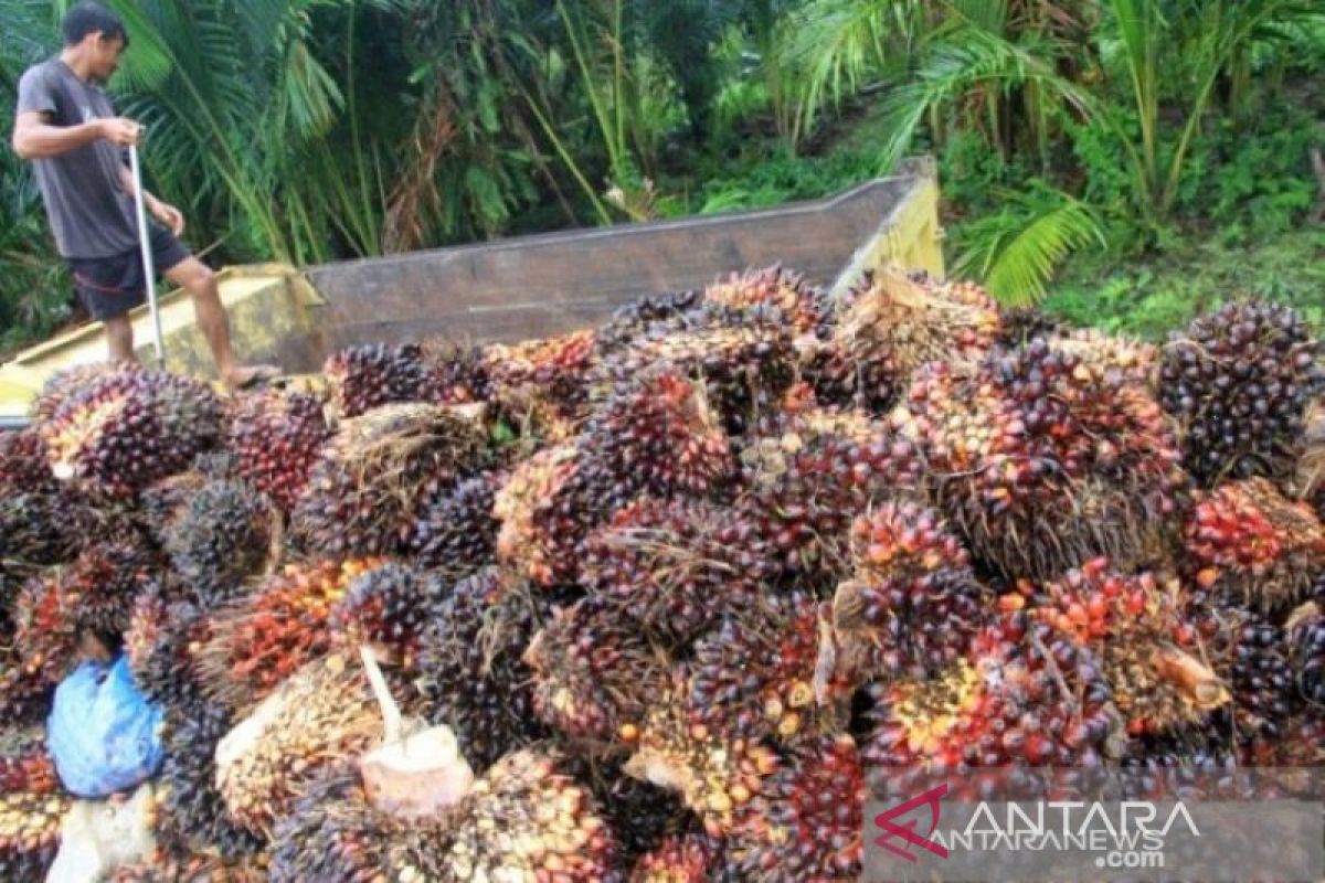 Harga CPO Jambi turun Rp646, dekati Rp10.000 per kilogram