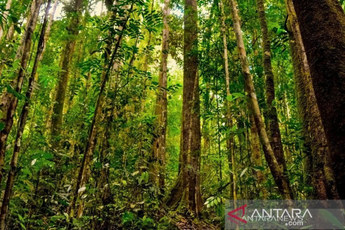 Ijin hutan sosial Riau direalisasikan Menteri Siti Nurbaya