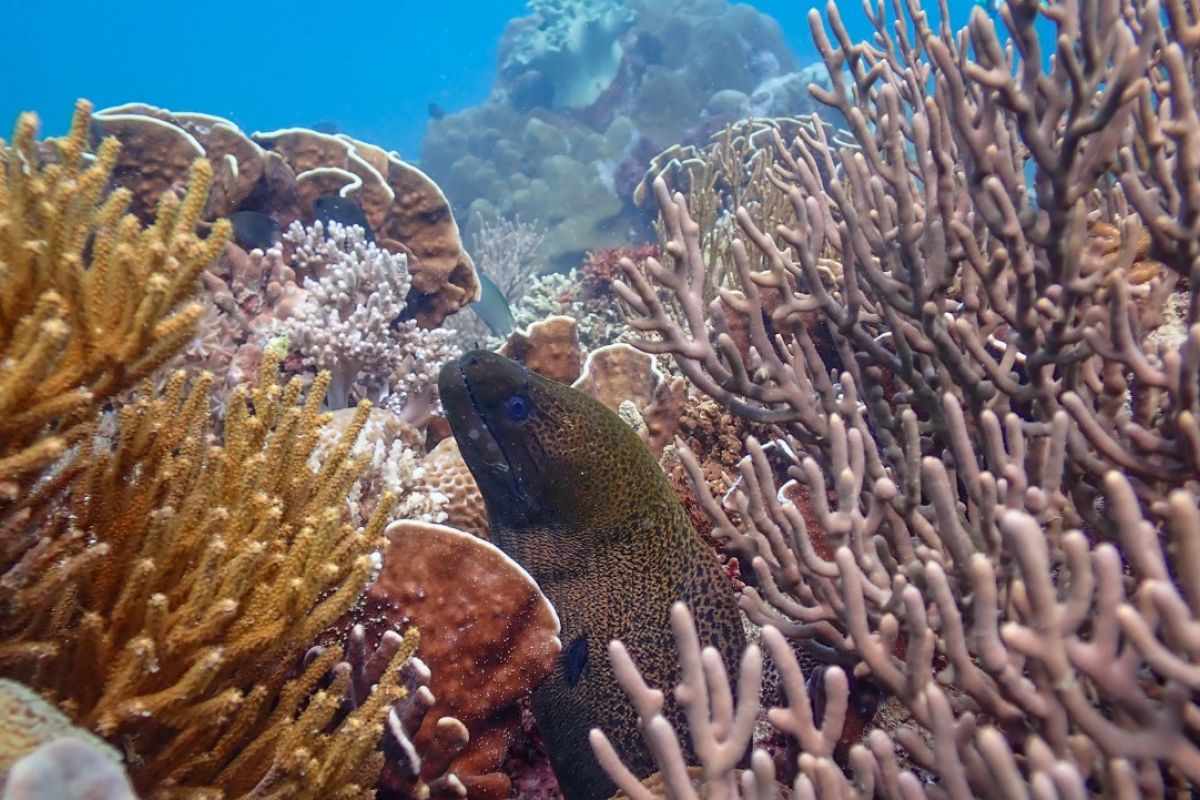 KKP serahkan bantuan untuk Kompak dukung konservasi terumbu karang di Bali