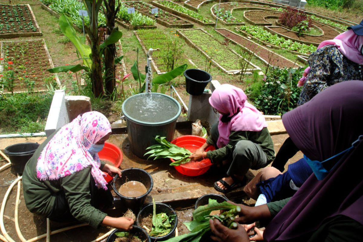 Pekarangan, sumbangsih Indonesia bagi gerakan pertanian keluarga