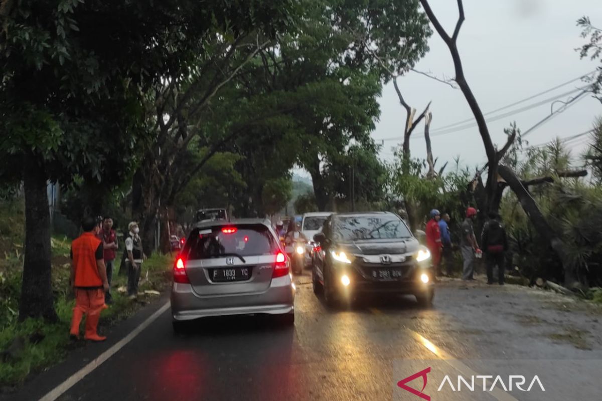 Pohon tumbang akses Cianjur menuju Puncak macet