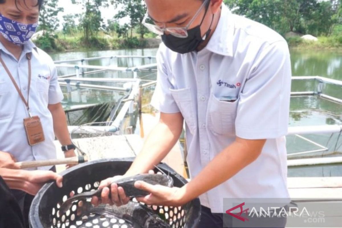 PT Timah bantu petani Bangka produksi pakan lele