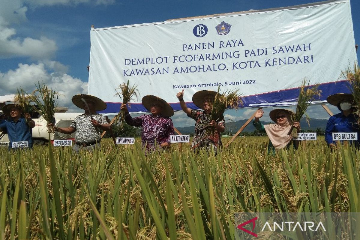 Petani binaan BI Sulawesi Tenggara panen padi sawah 9,6 ton di Amohalo