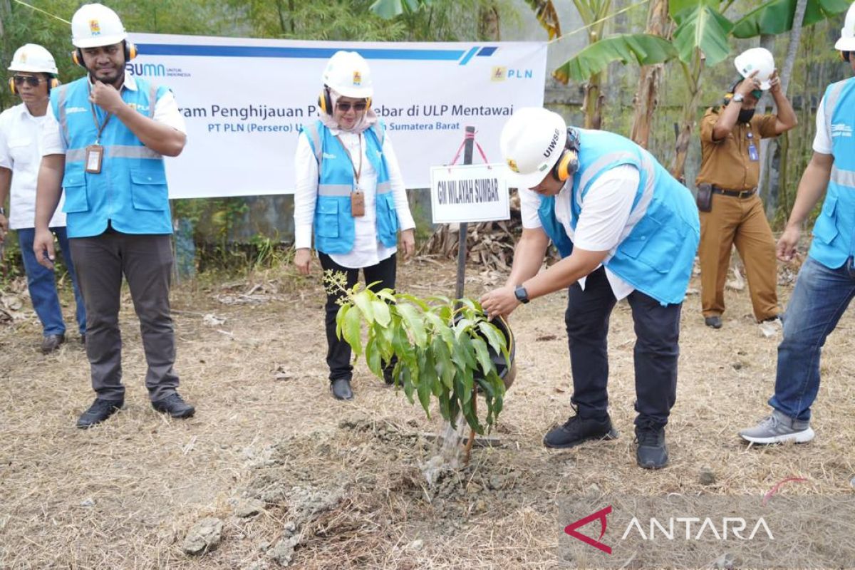 PLN gelar program penghijauan 100 pohon di Mentawai, momentum hari LH sedunia