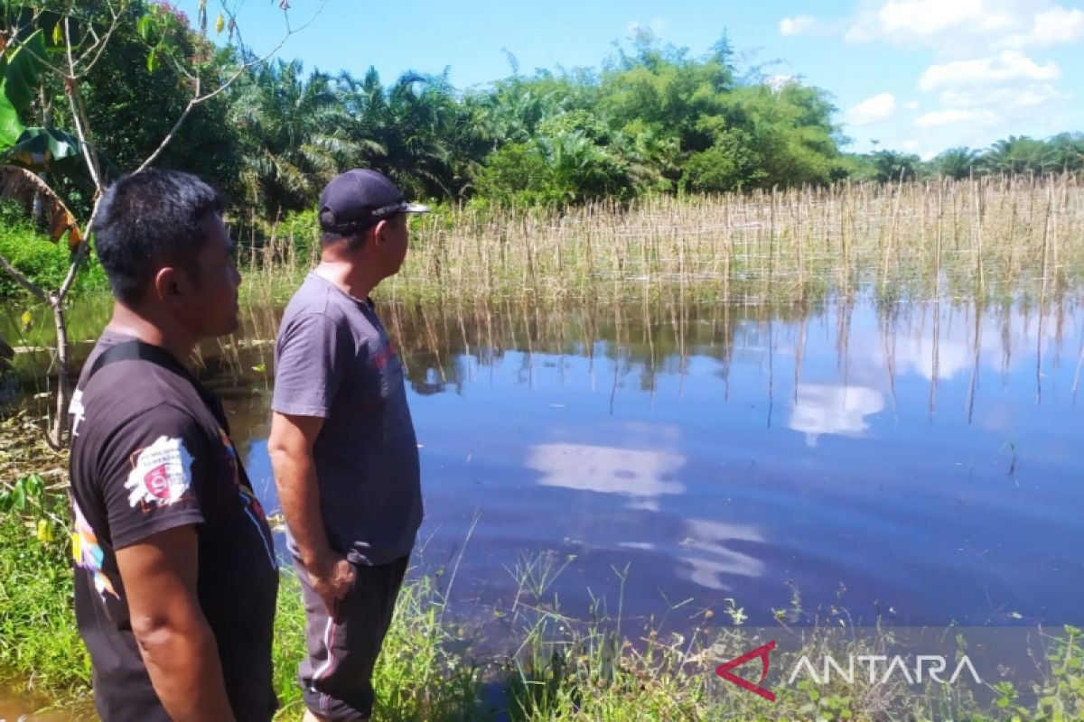 Dinas Pertanian Kotim upayakan bantuan untuk petani korban banjir