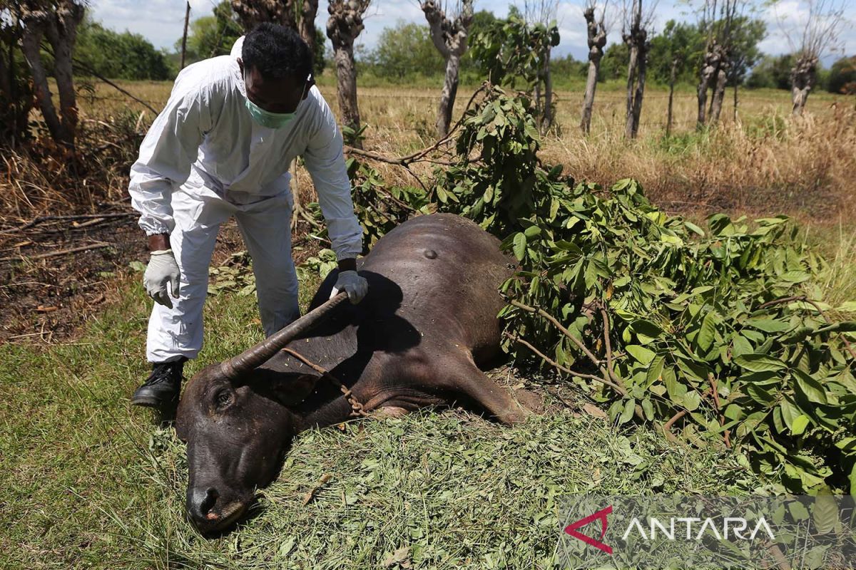 Airlangga: Pemerintah ganti rugi Rp10 juta per sapi dimusnahkan