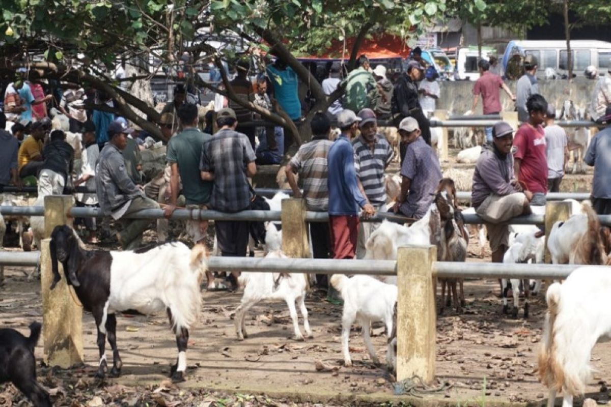 3 pasar hewan di Batang diizinkan beroperasi kembali