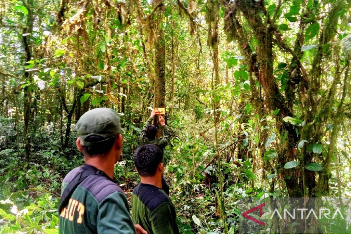 Jalur pendakian Gunung Kerinci lewat Solok Selatan segera dibuka kembali