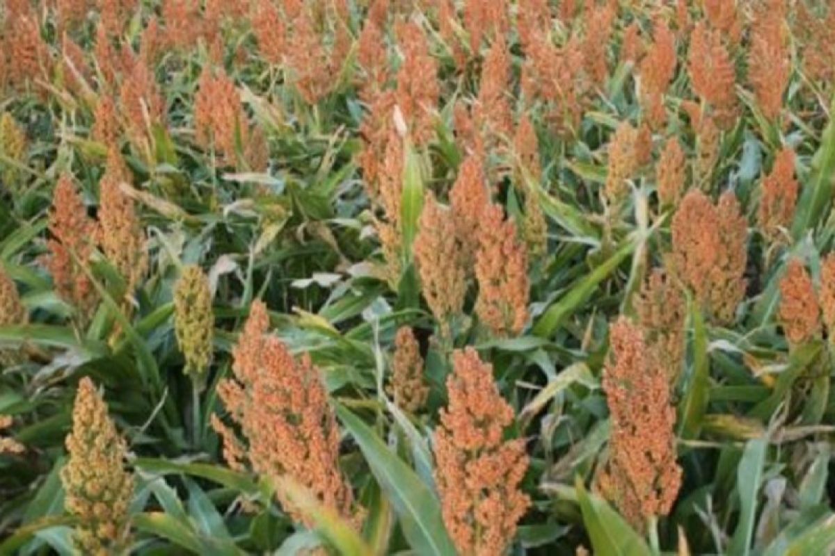 Sorghum, nutrient-rich alternative to rice