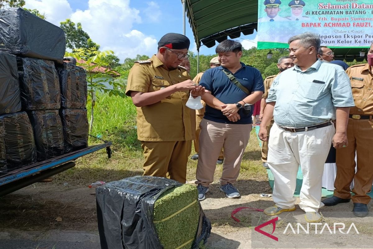 Sebanyak 200 ton daun kelor asal Sumenep diekspor ke China