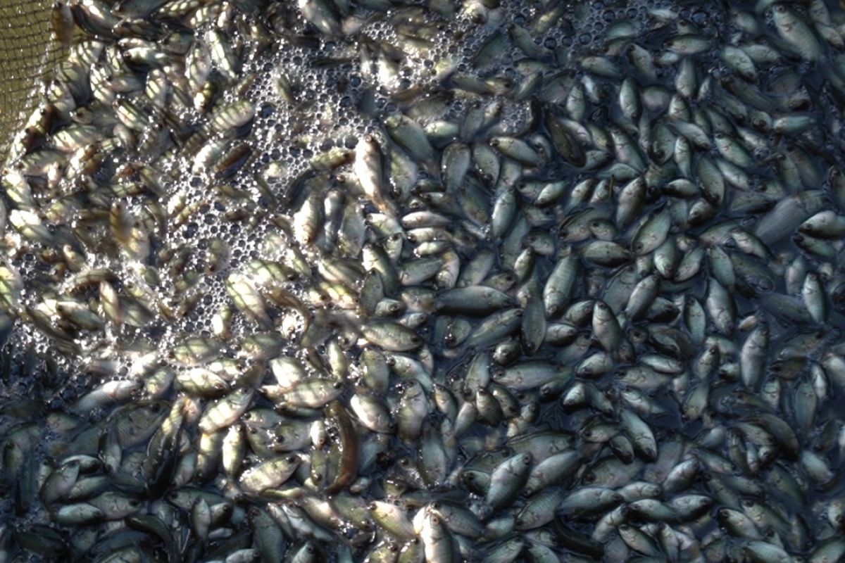 KKP salurkan 188 ribu benih ikan papuyu di Kalimantan Tengah