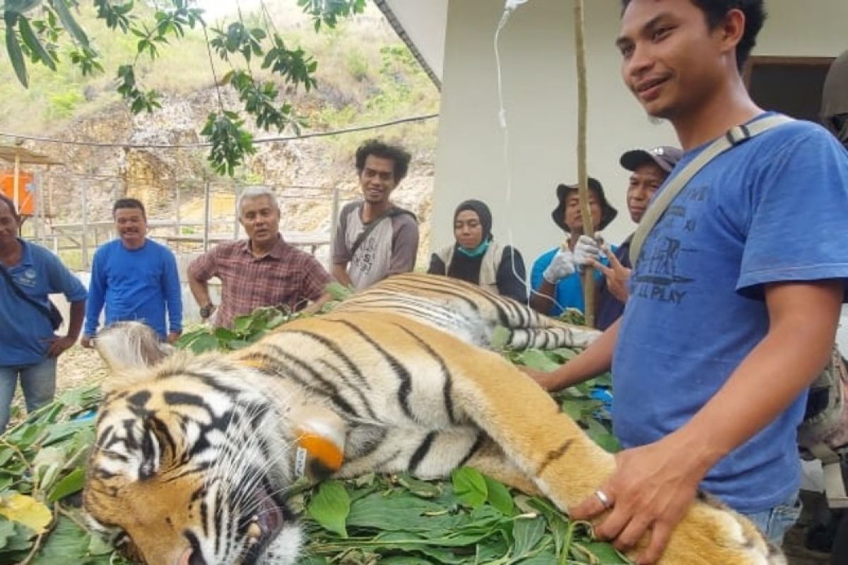 BBKSDA Sumut  melepasliarkan Harimau Sumatera ke Jambi