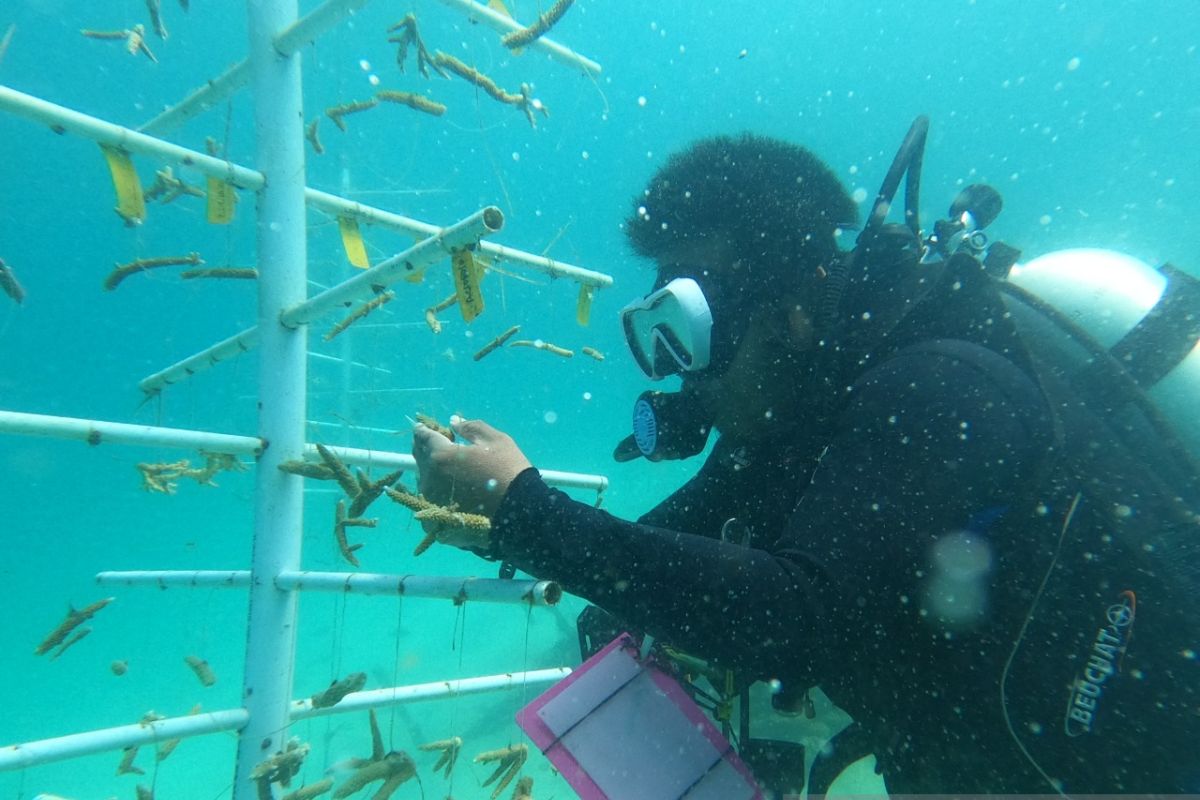Transplantasi karang PLN kembalikan keindahan bawah laut Makassar