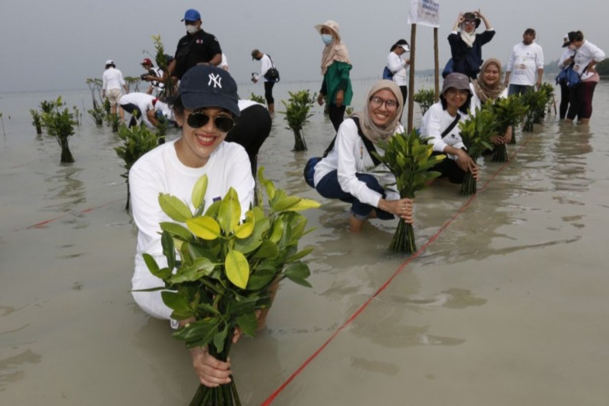 AXA Mandiri dan MAGI ajak nasabah peduli lingkungan dengan menanam ribuan pohon bakau