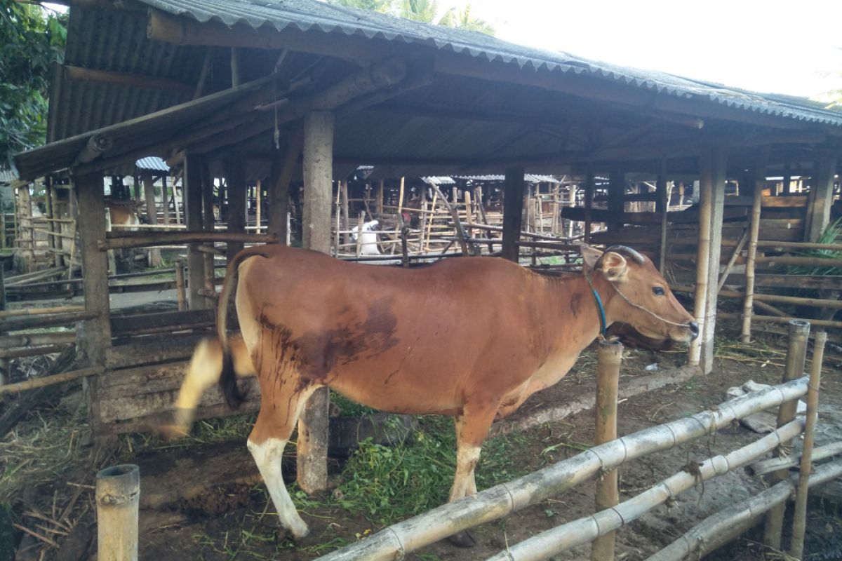 Dinkes Lombok Tengah mengimbau warga tak konsumsi daging sapi terkena PMK