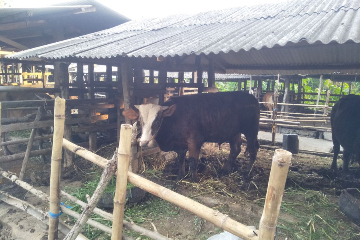 Central Lombok extends cattle market closure to check FMD spread