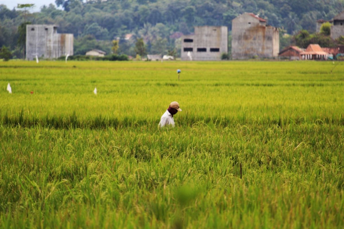 Wagub Lampung imbau petani pakai pupuk organik