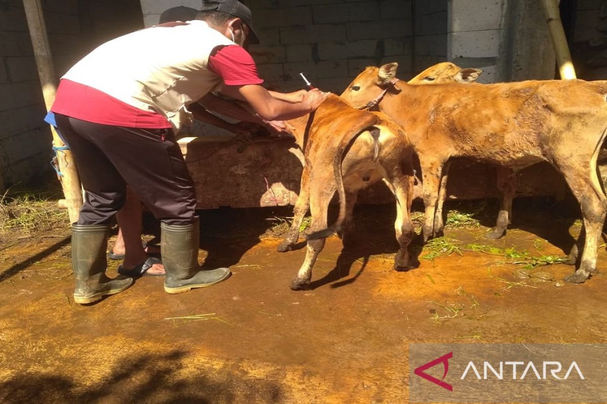 Disnak Bangkalan suntik 141 sapi sakit bergejala seperti PMK