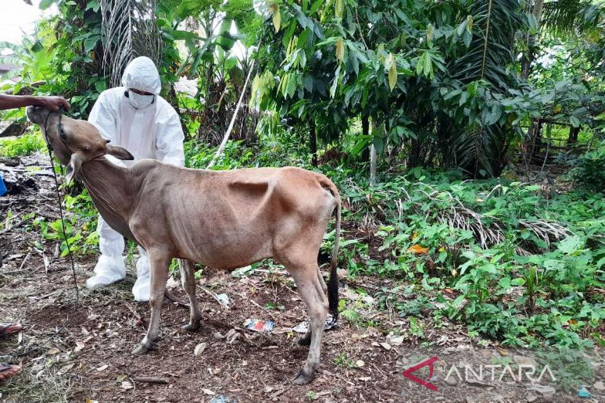 Warga Yogyakarta diimbau beli hewan kurban langsung dari sekitar