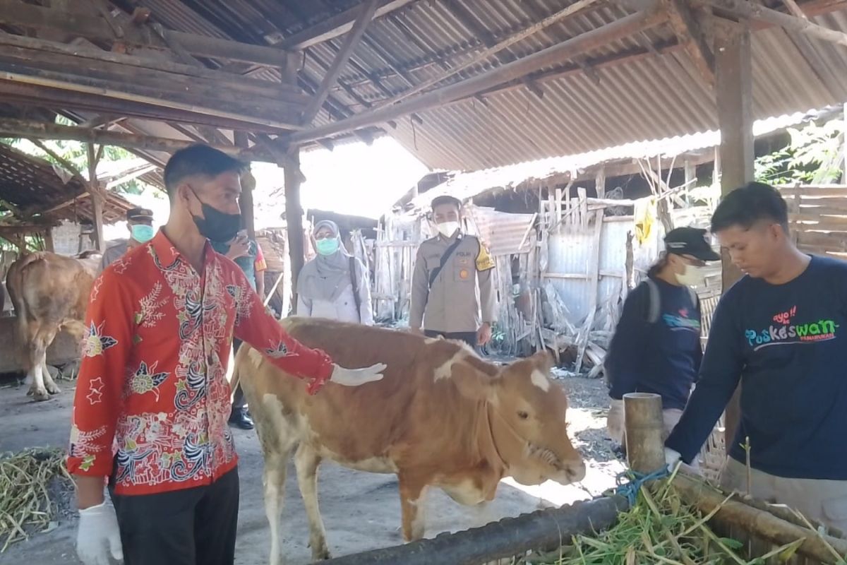 Dua sapi di Situbondo yang terinfeksi PMK kini membaik