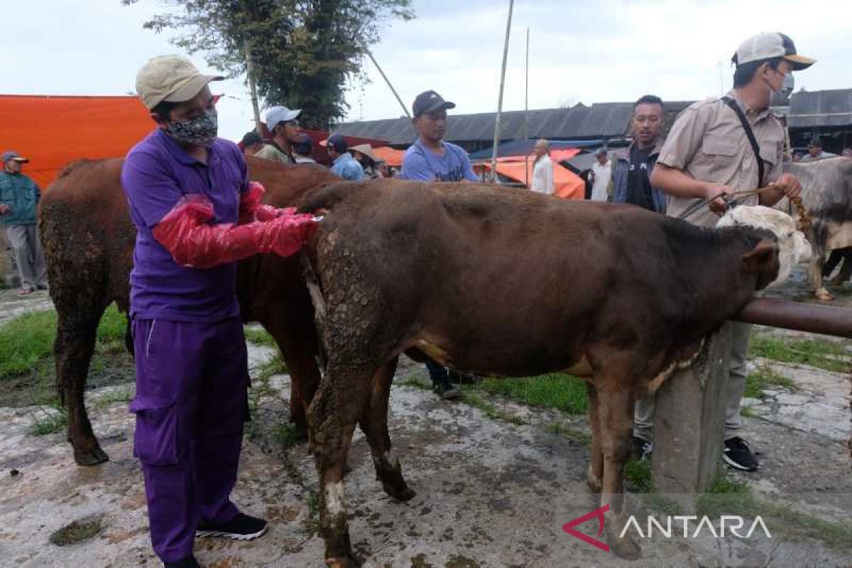 Ratusan sapi di Temanggung terjangkit PMK